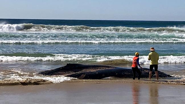 Dead whale found at One Mile Beach, Port Stephens. Credit: Twitter