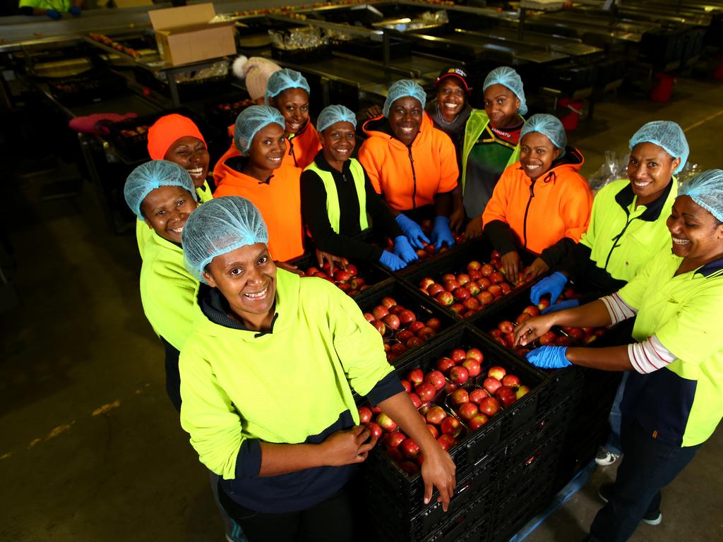 Seasonal workers from Vanuatu and Fiji will take part in a pre-travel quarantine pilot for SA. Picture: Adam Head