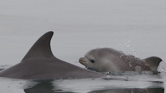 A new calf spotted at Outer Harbor. Picture: Sharon Sharp