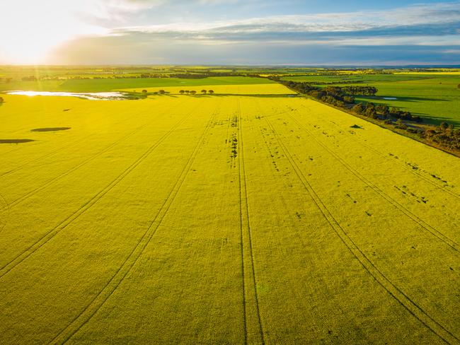 Canola field at glowing sunset in victoria, Australia - aerial panorama for bush summit