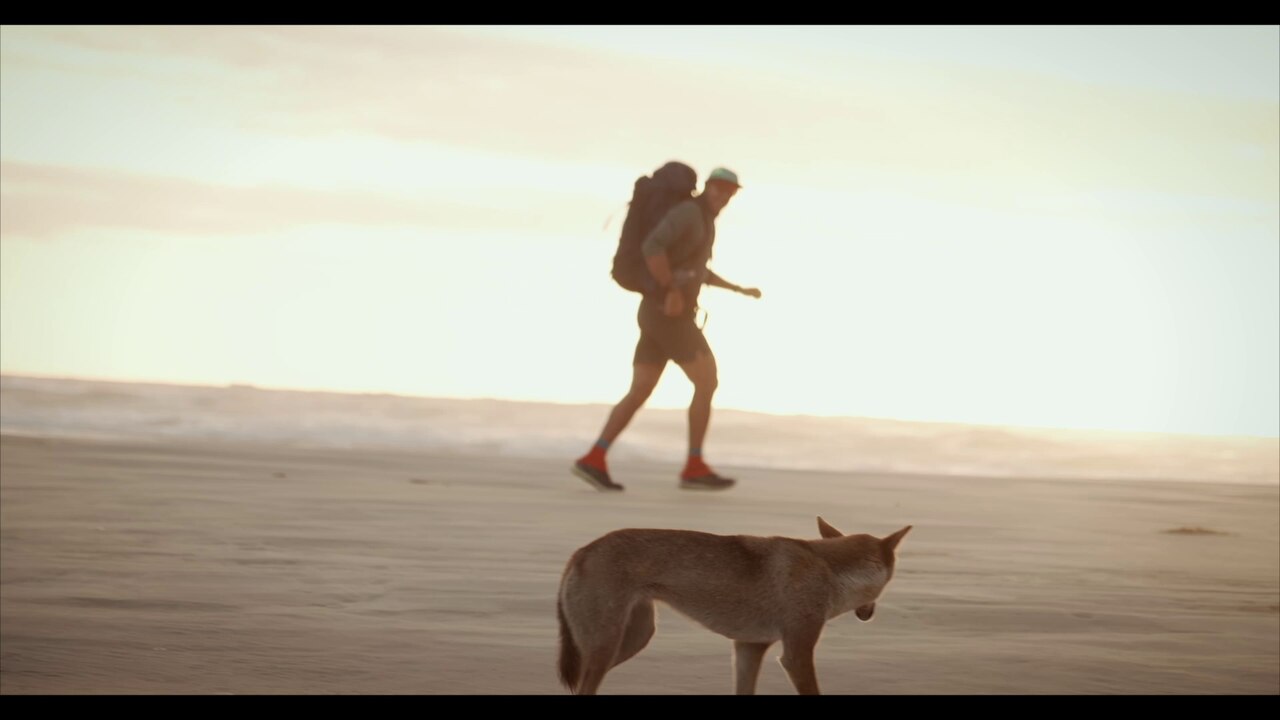 Lee Carseldine encounters a dingo during his charity challenge on Fraser Island