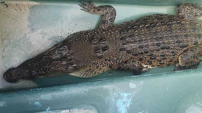 A croc removed from Lake Placid in Cairns.