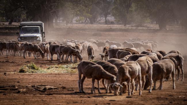 Sheep run to eat feed that Australian farmer Richard Gillham dropped in a drought-affected paddock on his property located in Boggabri, NSW