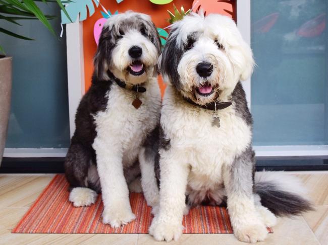 Woofda and Barkley pose for a photo before getting their treat. Picture: Instagram.