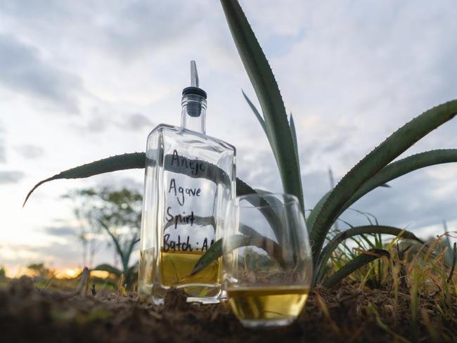 Bowen agave farm taps into Aussie taste for tequila