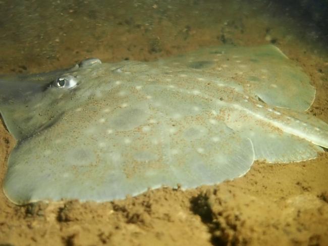 A Maugean skate in Macquarie Harbour.