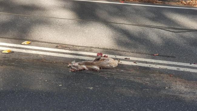 Kevin Riddell said he frequently found many maimed and dead Koalas out the front of his house after  trying to cross busy road and are hit by car.