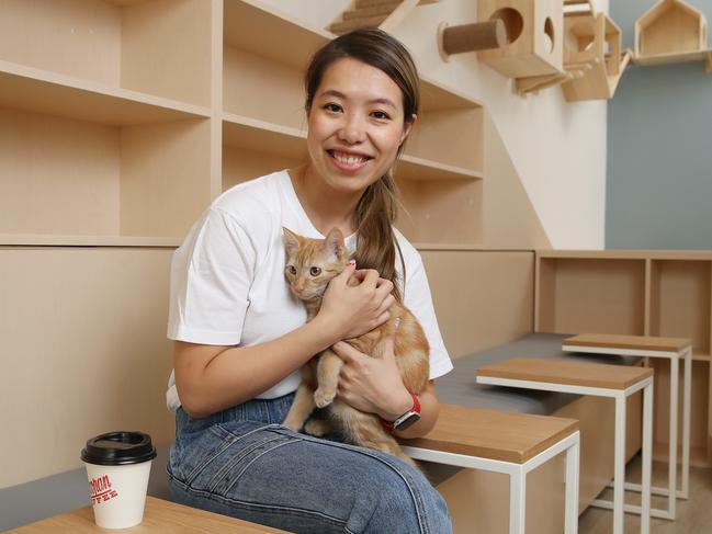 There will be up to 10 rescue cats for customers to interact with, along with coffee and bubble tea. Picture: David Swift