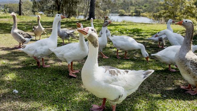 Locals are furious at the planned removal of the birds. Picture: Jerad Williams