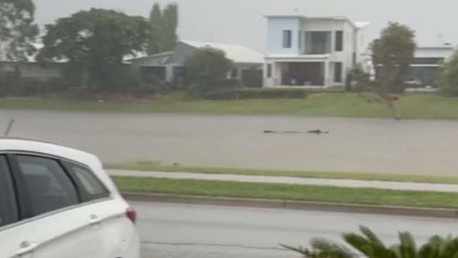 A crocodile spotted in Lake Idalia, as water rises. Picture: Trent Turner