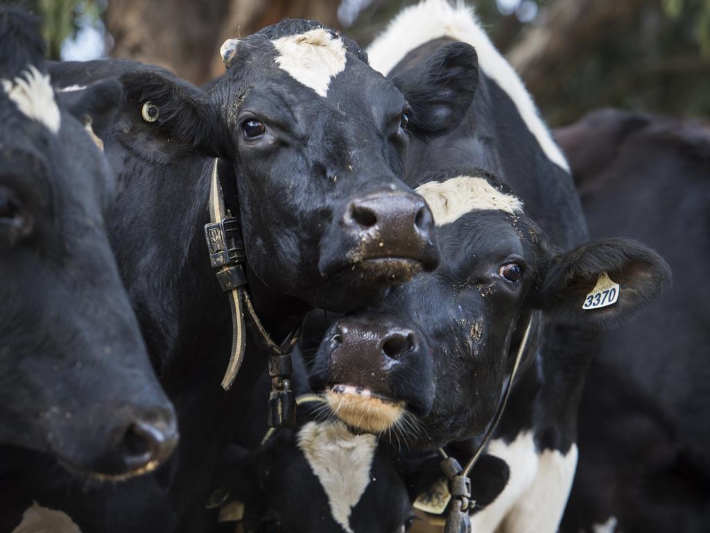 us-research-has-found-heat-stress-can-affect-dairy-cow-s-milk