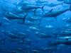 Port Lincoln seafood companies hook a share of $1m