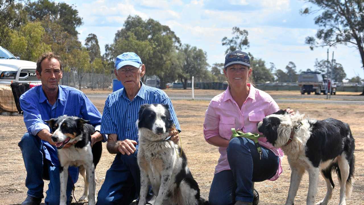 Ken Robinson with Lindsay's Tiger, George Lane with Lindsay's Dan, and Michelle Griffiths with Sunvale George. Picture: Meg Gannon