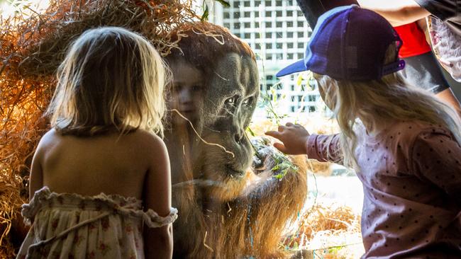 Children get close to Malu - orang-utan at Melbourne Zoo. Picture: Jake Nowakowski