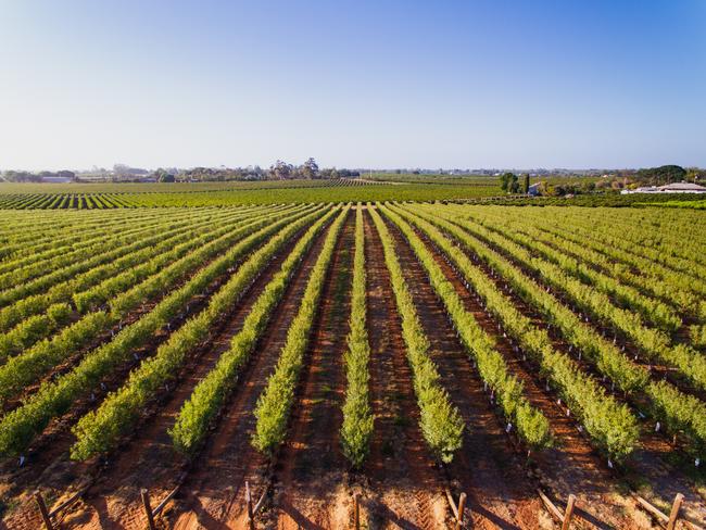 SuniTAFE's Cardross Farm at Mildura. SuniTAFE CEO Geoff Dea pictured with farm manager Kevin Sharman. Pictured: Dwarf almonds.