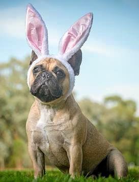 How to have an egg-cellent Easter break with your pet. Picture: PETstock