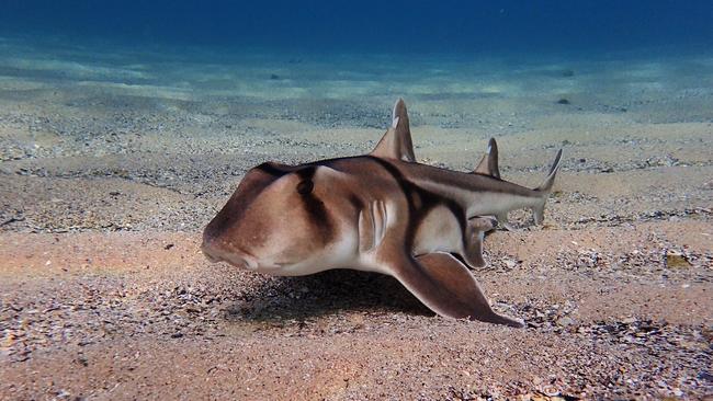 Port Jackson shark, a docile breed, in Cabbage Tree Bay. Picture: Ian Donato