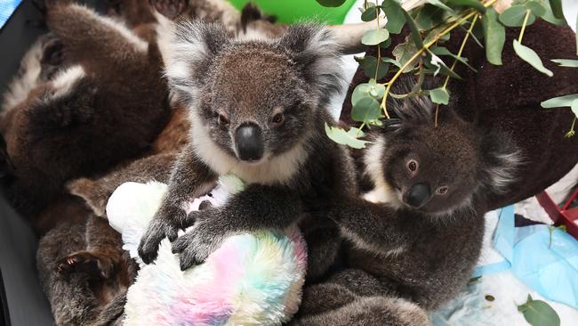 Rescued baby koalas at the Adelaide Koala Rescue’s makeshift centre at Paradise Primary School. Picture: Mark Brake/Getty Images