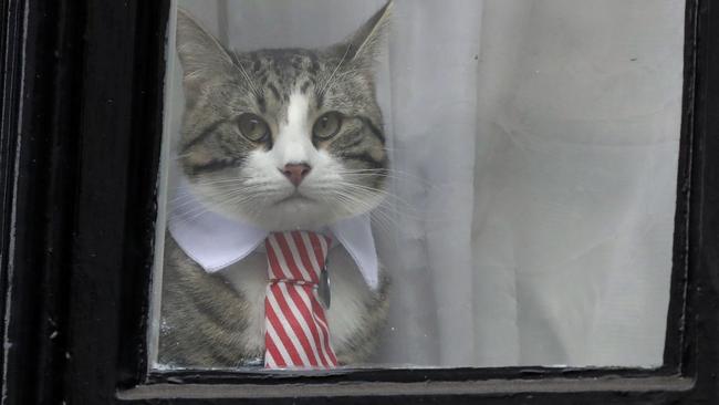 Assange’s cat look out from an embassy window. Ecuador’s Foreign Minister told media today the feline was delivered to Assange’s relatives at the end of 2018. Picture: Matt Dunham/AP