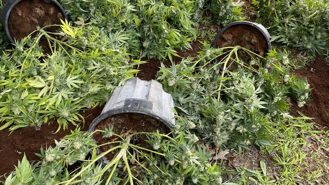 More than 300 cannabis plants were seized from a home in Pytchley Rd, Croydon on July 2, 2022. Picture: Kiel Egging.