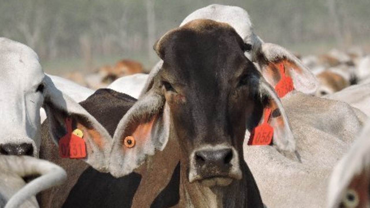 Lumpy Skin Disease Found In 13 Australian Cattle In Indonesia | The ...