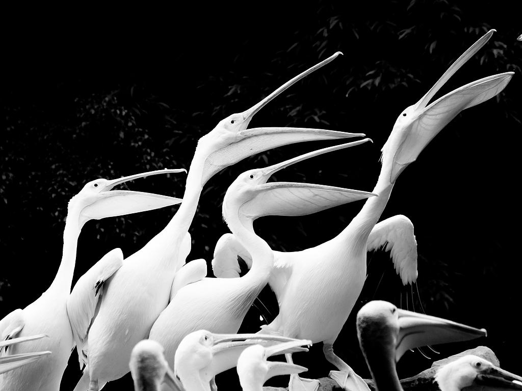 © Nikhil Rasiwasia, India, Entry, Open, Split Second, 2016 Sony World Photography Awards “Pelicans competing for food at Jurong Bird Park, Singapore.”