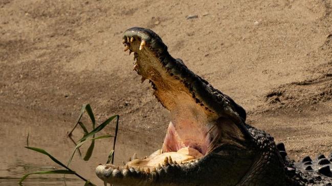 Queensland crocodile numbers are estimated at between 20,000 and 30,000 by the Department of Environment and Science (DES). There are 100,000 crocs in the NT but DES says Queensland won't get to that number due to lack of habitat. Picture: Tommy Hayes