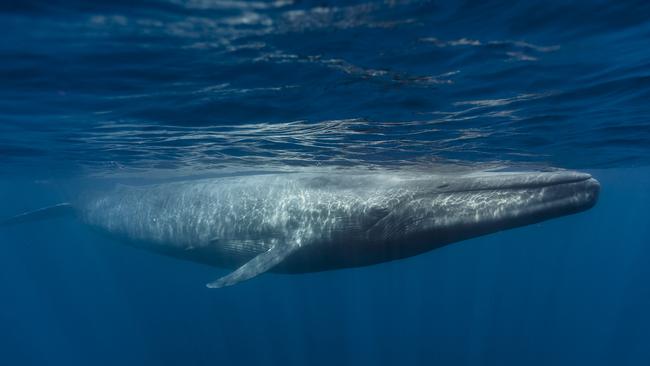 Each region’s blue whales have a unique style.