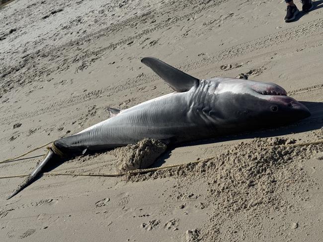 Locals tried to save the animal but it died on the sand. Picture Casey Treloar/7News