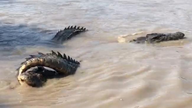 Dominator biting down on Brutus’ tale during battle over territory in the Adelaide River on Friday.