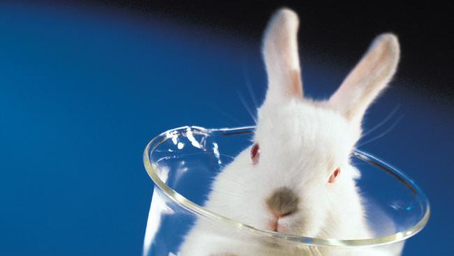 New Budget initiatives will see a phasing out of cosmetic animal testing.