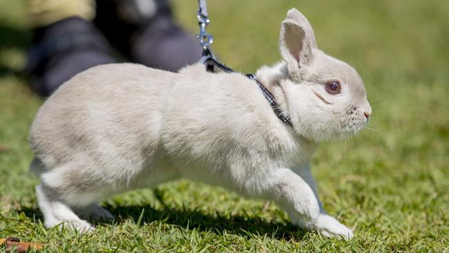 Ravo enjoying jumping. Picture: Jerad Williams