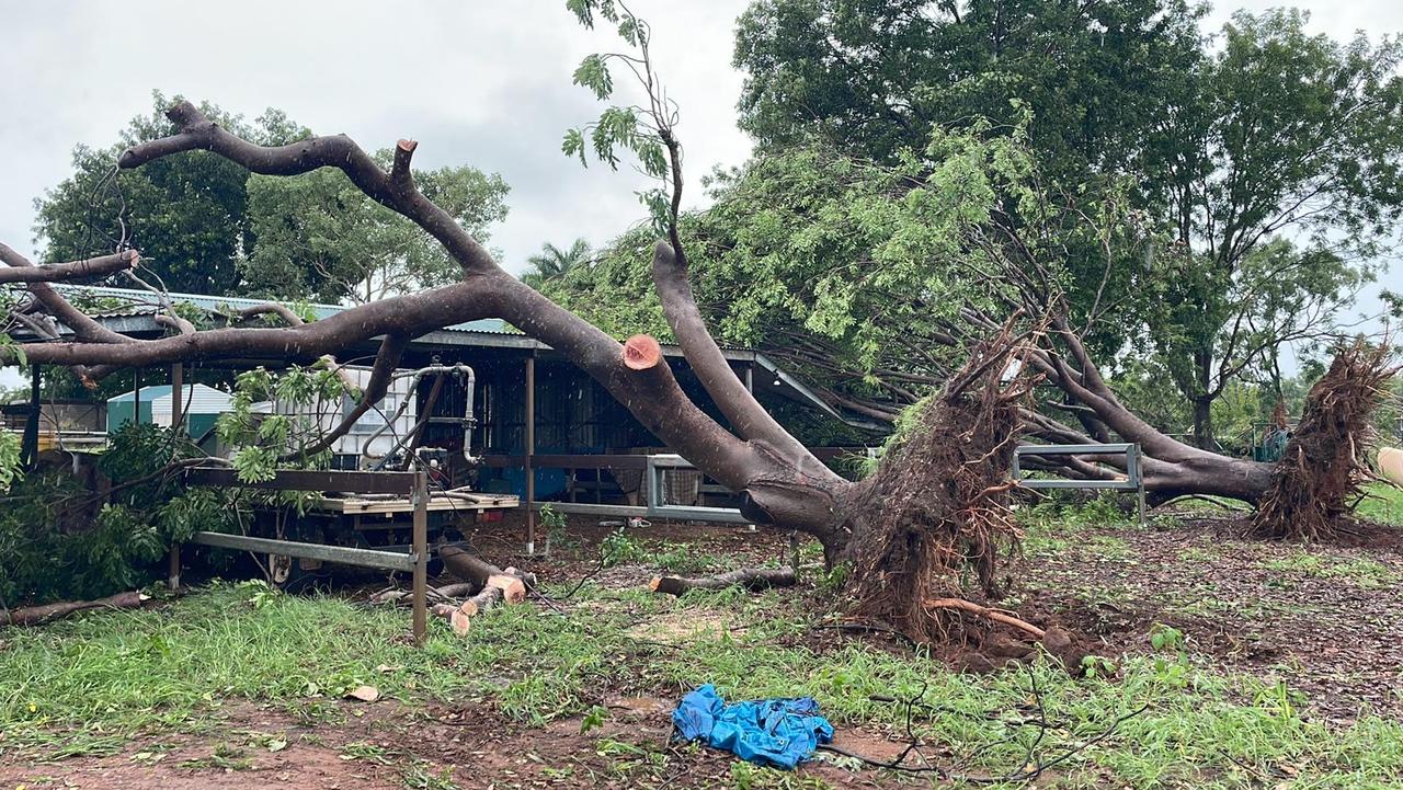 Katherine residents reported trees were knocked down on Wednesday morning by storms before the arrival of Cyclone Tiffany, on January 12. Picture: Contributed