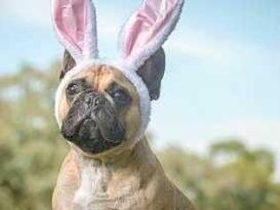 How to have an egg-cellent Easter break with your pet. Picture: PETstock