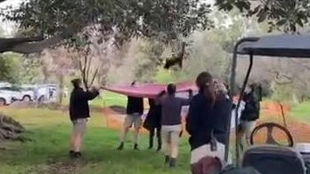 Ravi the escaped red panda being caught by Adelaide Zoo staff as he fell from a tree in Botanic Park, Adelaide. Picture: Zoos SA