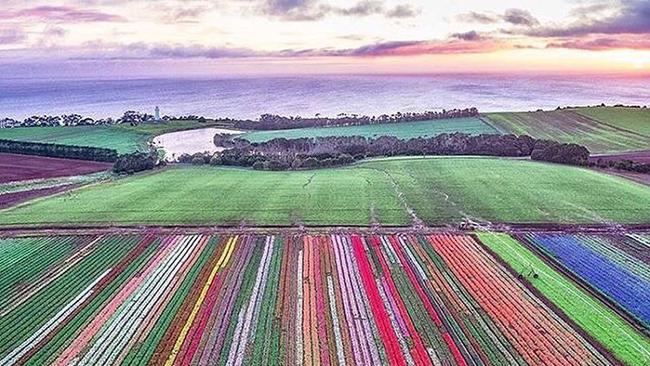 Tulip fields in Table Cape, North-West Tasmania. Picture: by @above_down_under