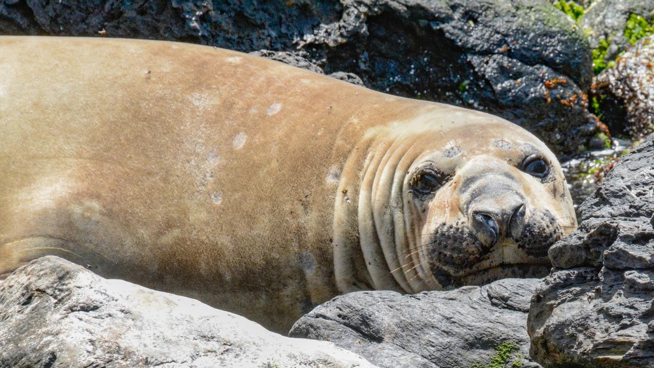 Scientists confirmed as recently as January 11 that bird flu had reached the fur and elephant seal populations in South Georgia for the first time. Picture: Peter Marmion