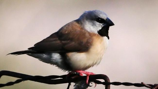 The black-throated finch. 