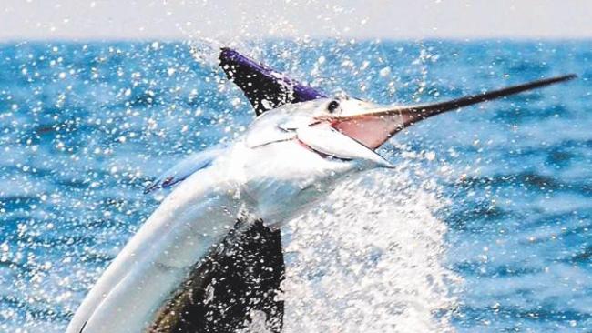 This is what fishing for sails is all about: the spectacle of a magnificent billfish dancing across the top of the water