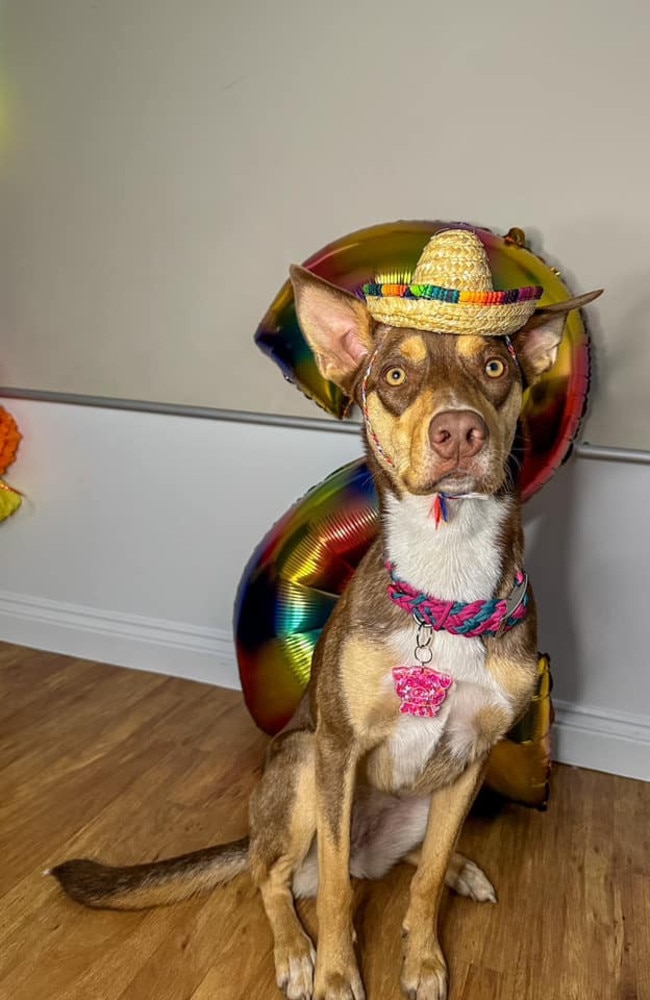 Alarah Jayne: Takisha Maree's 1 year old Australian Kelpie