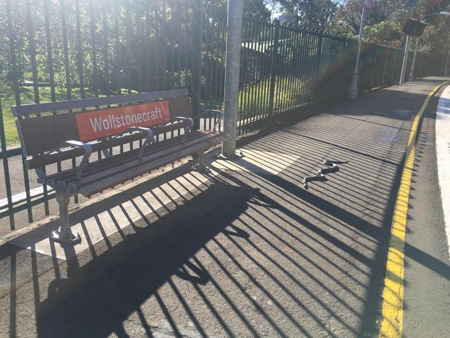 The snake checked out the platform. Picture: Sydney Wildlife