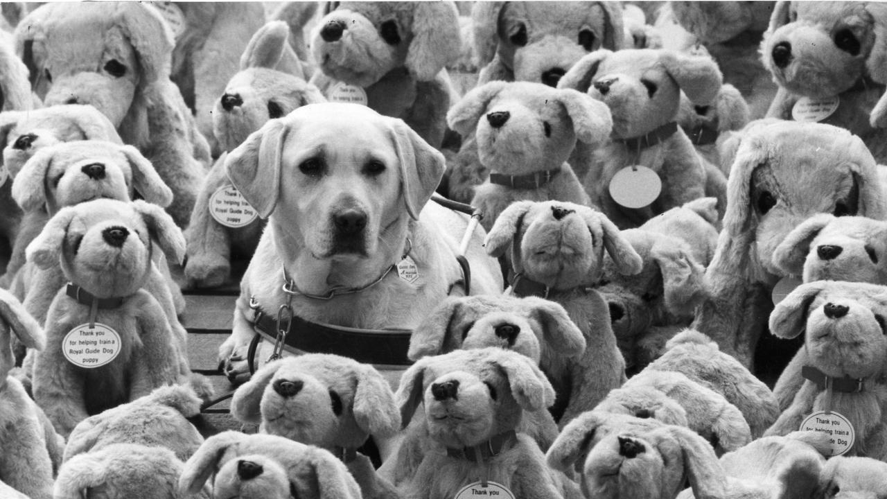 Guide dog Amanda with fundraiser golden retriever plush toys to be sold by the Guide Dogs for the Blind Association at the Royal Adelaide Show.