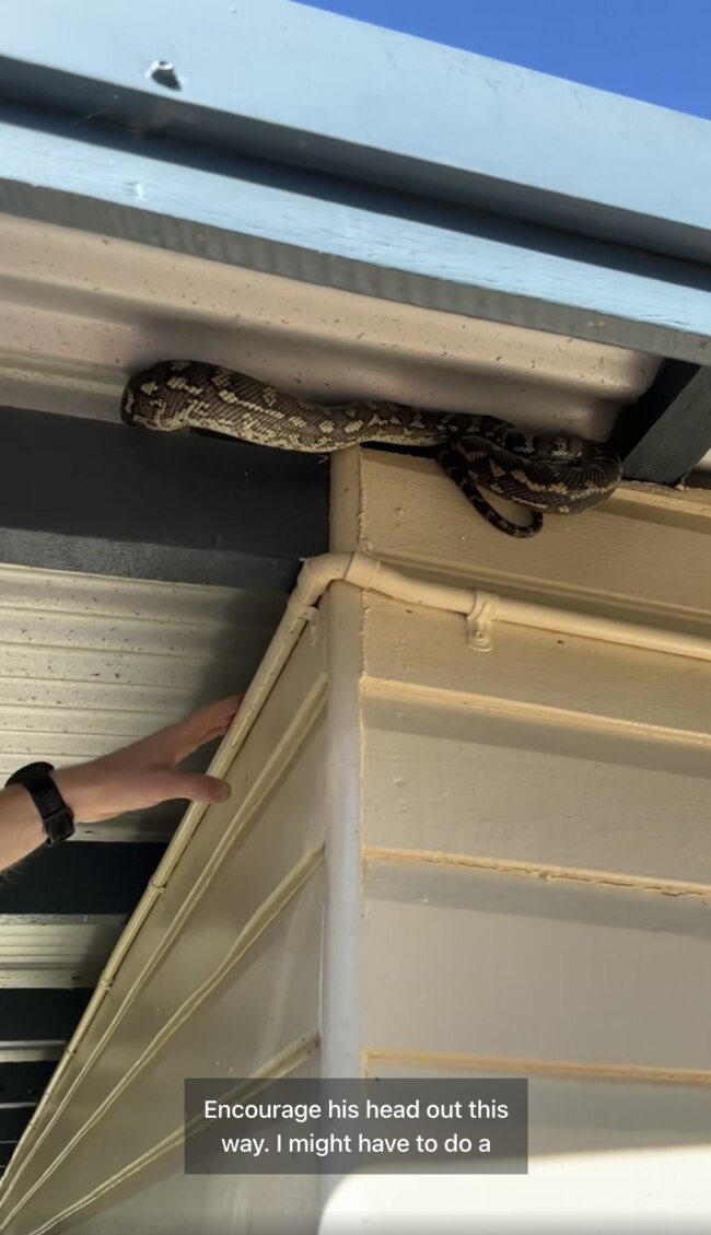 A carpet python has been busted sneaking into a public toilet. Picture: Facebook / Sunshine Coast Snake Catchers.