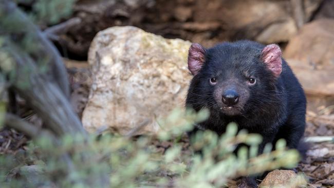 Tasmanian Devil . Picture: Adrian Mann