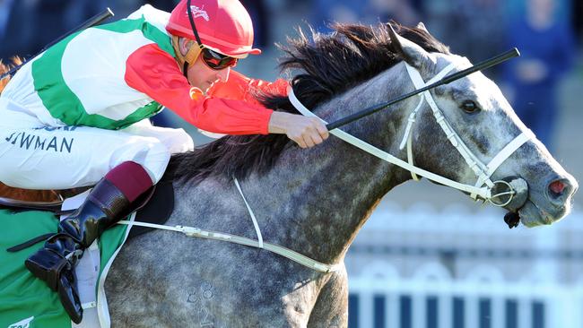 Sir Bacchus drops back to his best distance on Saturdayand will be hard to beat in the Winter Dash. Picture: Simon Bullard