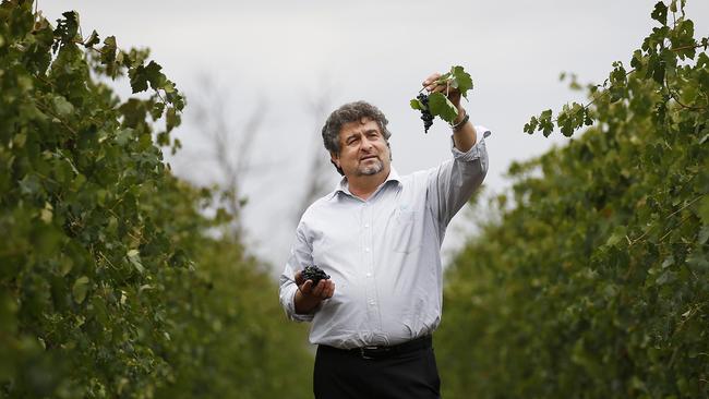 John Casella in his vineyard at Casella Wines in Griffith. Picture: Dylan Robinson