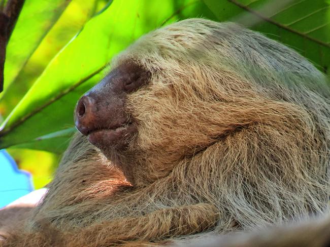 Costa Rica is famous for its sloths, such as this guy at Manual Antonio National Park. Picture: Gary Burchett