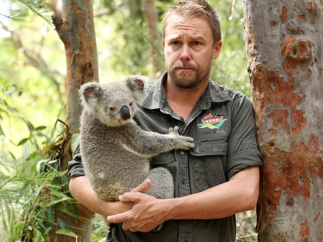 Australian Reptile Park manager Tim Faulkner with a koala. Central Coast koala population is near extinction. Picture: Mark Scott