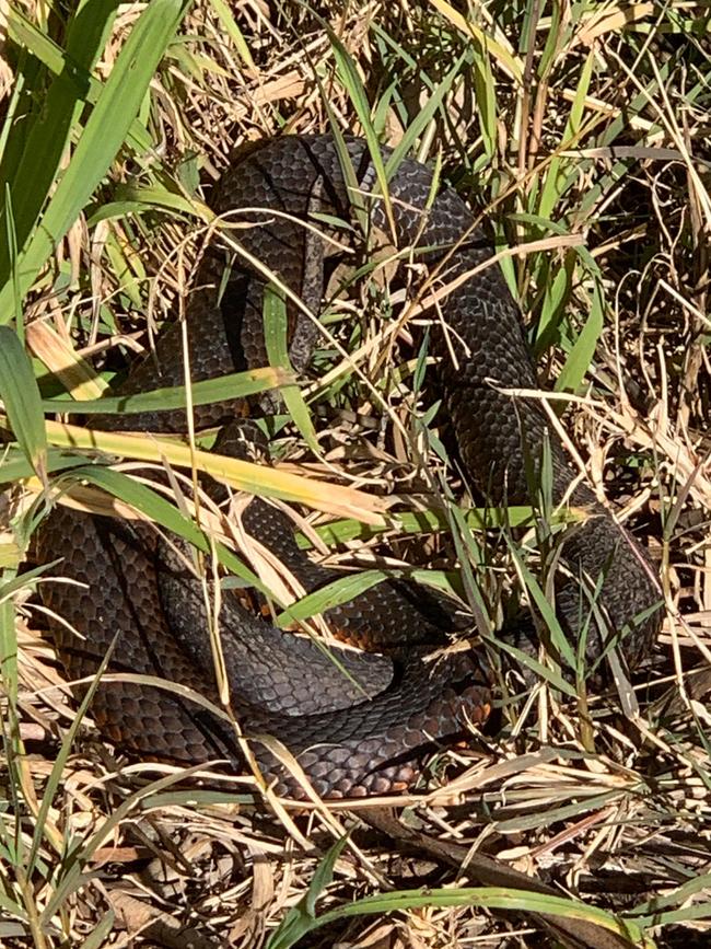 Sleeping snake on Ferny Creek trail. Picture: Tracey Johnston