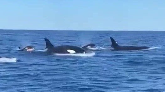 A pod of killer whales has been confirmed to have visited the Fraser Coast for the first time in a decade after being sighted off Fraser Island.